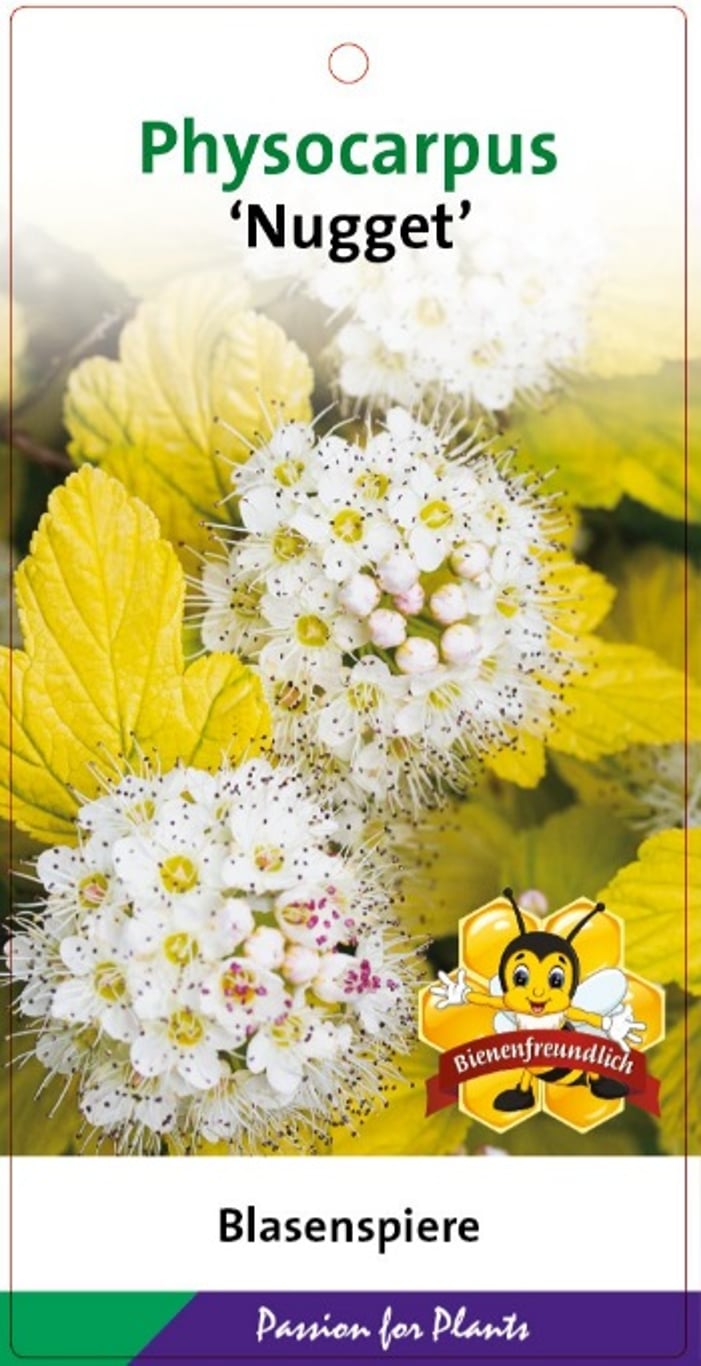 Physocarpus opulif. 'Nugget' - C5 50-60 CM